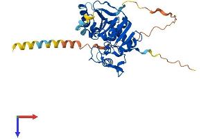 AlphaFold protein structure predicition of Mouse Recombinant St6galnac5 Protein, UniprotID Q9QYJ1
