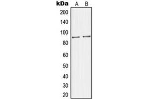 Western blot analysis of JIP2 expression in Raw264. (IB2 anticorps  (C-Term))