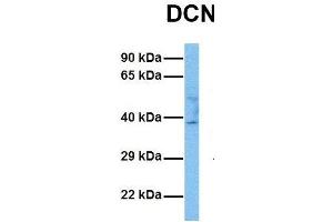 Host:  Rabbit  Target Name:  DCN  Sample Tissue:  Human 786-0  Antibody Dilution:  1.
