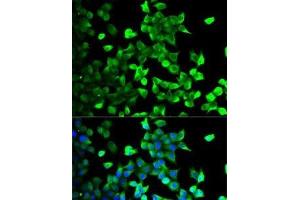 Immunofluorescence analysis of U2OS cells using FLOT1 Polyclonal Antibody (Flotillin 1 anticorps)