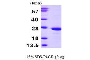 SDS-PAGE (SDS) image for ATP Synthase, H+ Transporting, Mitochondrial F1 Complex, O Subunit (ATP5O) (AA 24-213) protein (His tag) (ABIN667308)