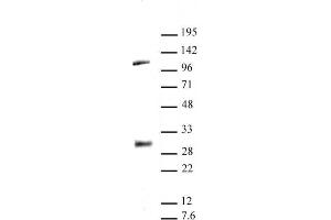 LIN28A antibody (pAb) tested by Western blot.