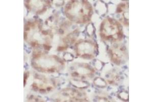 IHC-P analysis of human kidney tissue, using FOLR1 antibody (1/200). (FOLR1 anticorps)
