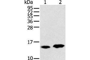 Western blot analysis of Rat heart tissue and Mouse brain tissue using CARTPT Polyclonal Antibody at dilution of 1:350 (CARTPT anticorps)