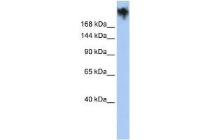 Western Blotting (WB) image for anti-Polycystic Kidney Disease and Receptor for Egg Jelly-Related Protein (PKDREJ) antibody (ABIN2458133)