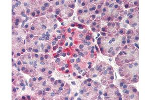 Anti-DERL3 antibody IHC of human pancreas. (Derlin-3 anticorps  (N-Term))