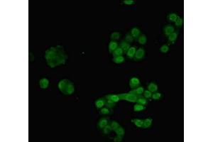 Immunofluorescent analysis of PC-3 cells using ABIN7168135 at dilution of 1:100 and Alexa Fluor 488-congugated AffiniPure Goat Anti-Rabbit IgG(H+L) (RAVER2 anticorps  (AA 2-691))