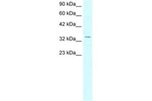 Western Blotting (WB) image for anti-Homeobox D12 (HOXD12) antibody (ABIN2460525) (HOXD12 anticorps)