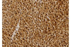 ABIN6261764 and ABIN6277676 at 1/100 staining Mouse liver tissue by IHC-P. (FLI1 anticorps  (Internal Region))