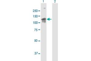 anti-rho/rac Guanine Nucleotide Exchange Factor (GEF) 2 (ARHGEF2) (AA 1-959) antibody