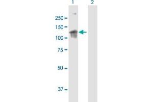 Western Blot analysis of ARHGEF2 expression in transfected 293T cell line by ARHGEF2 MaxPab polyclonal antibody. (ARHGEF2 anticorps  (AA 1-959))