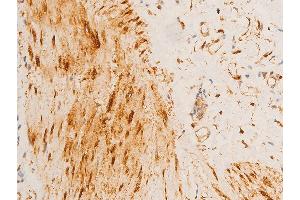 ABIN6267220 at 1/100 staining human gastric tissue sections by IHC-P.