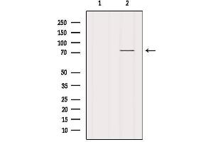 Western blot analysis of extracts from HUVEC, using BRD7 Antibody.