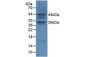 Western blot analysis of Fetal Mouse Tissue. (FGF23 anticorps  (AA 25-251))