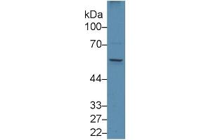 Mouse Capture antibody from the kit in WB with Positive Control: Human Placenta lysate. (EGR1 Kit ELISA)