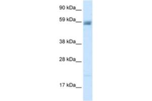 Western Blotting (WB) image for anti-Amiloride-Sensitive Cation Channel 3 (ACCN3) antibody (ABIN2461108)