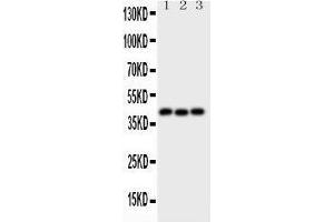 Anti-Wnt5a Picoband antibody,  All lanes: Anti-WNT5A at 0. (WNT5A anticorps  (AA 184-303))