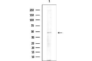 Western blot analysis of lysates from Rat brain, using Wnt10a Antibody at 1/1000 dilution.