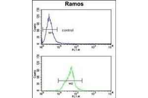 Neprilysin Antibody (C-term) (ABIN391499 and ABIN2841464) flow cytometry analysis of Ramos cells (bottom histogram) compared to a negative control cell (top histogram).