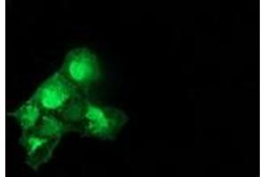 Anti-CAT mouse monoclonal antibody (ABIN2454330) immunofluorescent staining of COS7 cells transiently transfected by pCMV6-ENTRY CAT (RC210763). (Catalase anticorps)