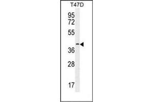 Western blot analysis of Fibulin-7 Antibody (N-term) in T47D cell line lysates (35ug/lane). (FBLN7 anticorps  (N-Term))