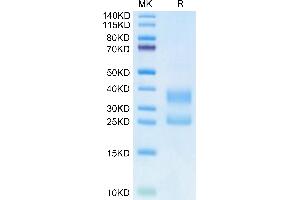CD3E & CD3G (AA 23-120) protein (His tag,Biotin)