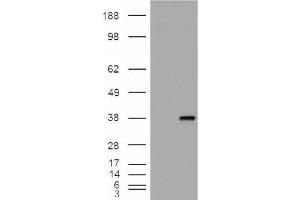 Image no. 2 for anti-Monoglyceride Lipase (MGLL) (Internal Region) antibody (ABIN375108) (MGLL anticorps  (Internal Region))