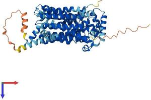 AlphaFold protein structure predicition of Human Recombinant SLC2A2 Protein, UniprotID P11168