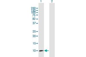 Western Blot analysis of CLPS expression in transfected 293T cell line by CLPS MaxPab polyclonal antibody.