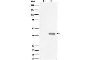 Western blot analysis of Phospho-PBK/TOPK (Thr9) expression in (1) HeLa cell lysate, (2) HeLa cell treated with Nocodazole lysate.