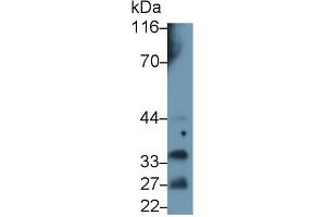 Detection of PRL in Mouse Pituitary lysate using Polyclonal Antibody to Prolactin (PRL) (Prolactin anticorps  (AA 29-227))