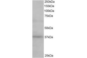 Image no. 1 for anti-ATPase, H+ Transporting, Lysosomal Accessory Protein 2 (ATP6AP2) (C-Term) antibody (ABIN374363) (ATP6AP2 anticorps  (C-Term))