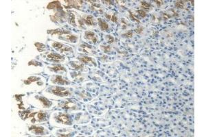 IHC-P analysis of Rat Stomach Tissue, with DAB staining. (TFF1 anticorps  (AA 1-81))