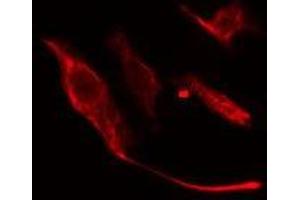 ABIN6275673 staining NIH-3T3 cells by IF/ICC.