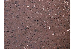 ABIN185053 (8 μg/mL) staining of paraffin embedded Human Cortex. (FBXL2 anticorps  (N-Term))