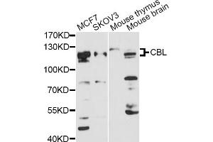 Western blot analysis of extracts of various cell lines, using CBL antibody (ABIN1871485) at 1:3000 dilution. (CBL anticorps)