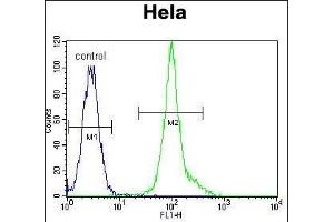 LCK Antibody (C-term) (ABIN650741 and ABIN2839450) flow cytometric analysis of Hela cells (right histogram) compared to a negative control cell (left histogram).