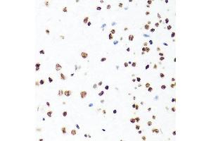 Immunohistochemistry of paraffin-embedded mouse brain using H1F0 antibody at dilution of 1:100 (x40 lens). (Histone H1 anticorps)