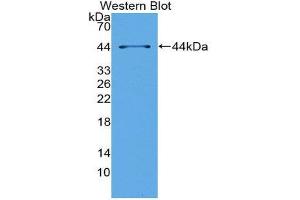 Western Blotting (WB) image for anti-tau Protein (AA 92-400) antibody (ABIN3205696) (tau anticorps  (AA 92-400))