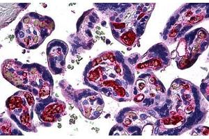 Human Placenta: Formalin-Fixed, Paraffin-Embedded (FFPE) (FGF1 anticorps  (AA 46-155))