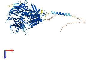 AlphaFold protein structure predicition of Mouse Recombinant Dpp6 Protein, UniprotID Q9Z218