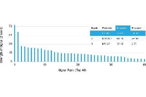 Protein Array (PAr) image for anti-Glutamate Receptor 1 (GLUR1) antibody (ABIN7456040)