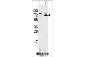 Western blot analysis of SWAP70 using rabbit polyclonal SWAP70 Antibody using 293 cell lysates (2 ug/lane) either nontransfected (Lane 1) or transiently transfected with the SWAP70 gene (Lane 2). (SWAP70 anticorps  (AA 227-256))