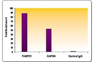 Histone H4K8ac antibody (pAb) tested by Chromatin IP.