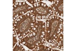 Immunohistochemical staining of human small intestine with ARFGEF2 polyclonal antibody  shows distinct cytoplasmic positivity in glandular cells. (ARFGEF2 anticorps)