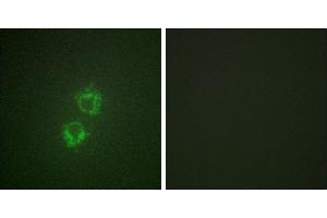 P-peptide - +Immunofluorescence analysis of HeLa cells, using 14-3-3 θ/τ (Phospho-Ser232) antibody. (14-3-3 theta anticorps  (pSer232))