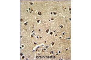 Formalin-fixed and paraffin-embedded human brain tissue reacted with BLC Antibody (N-term), which was peroxidase-conjugated to the secondary antibody, followed by DAB staining. (BAALC anticorps  (N-Term))