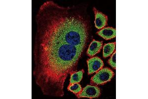 Immunofluorescence (IF) image for anti-Sialidase 2 (Cytosolic Sialidase) (NEU2) antibody (ABIN2996578) (NEU2 anticorps)
