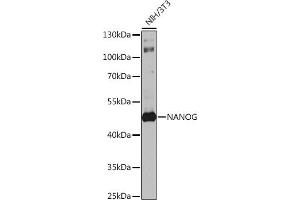 Western blot analysis of extracts of NIH/3T3 cells, using Nanog antibody (ABIN1680964, ABIN3017620, ABIN3017621 and ABIN6220166) at 1:1000 dilution.