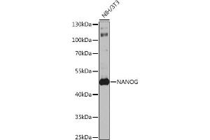 Western blot analysis of extracts of NIH/3T3 cells, using Nanog antibody (ABIN1680964, ABIN3017620, ABIN3017621 and ABIN6220166) at 1:1000 dilution. (Nanog anticorps  (AA 1-100))